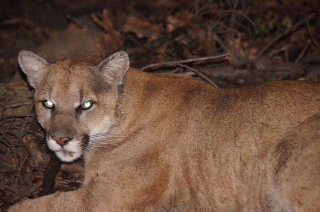 P-22 mountain lion