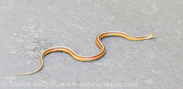 Coast Garter Snake Thamnophis elegans terrestris