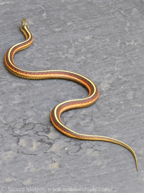 Coast Garter Snake Thamnophis elegans terrestris