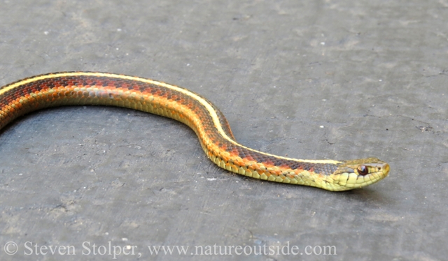 Coast Garter Snake Thamnophis elegans terrestris