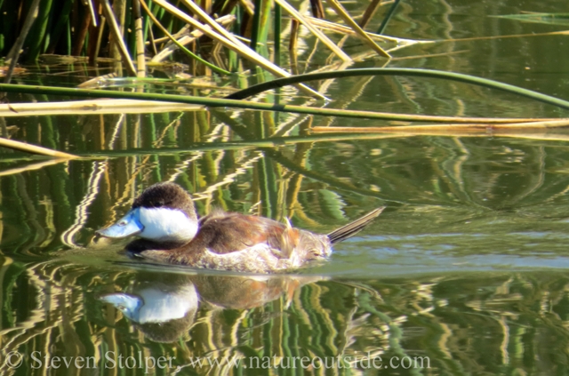 male ruddy duck in saltwater marsh