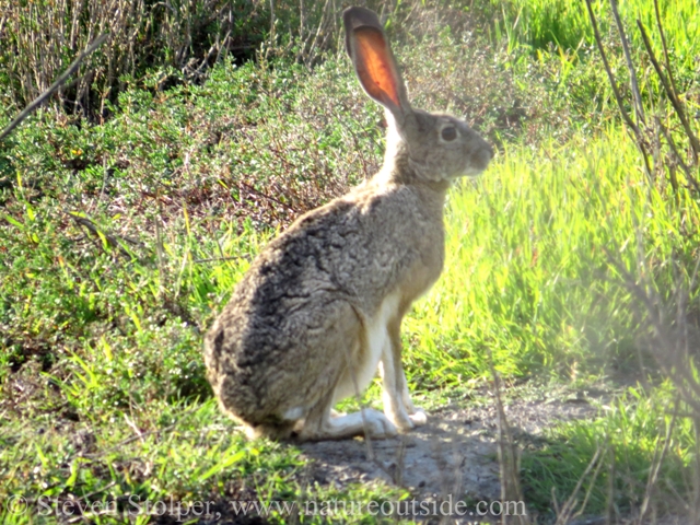 black tailed jackrabbit