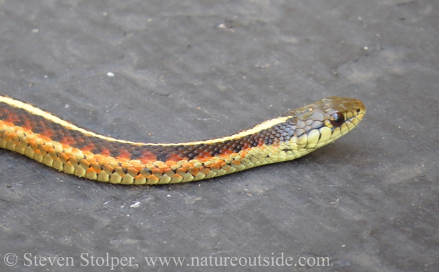 Coast Garter Snake Thamnophis elegans terrestris