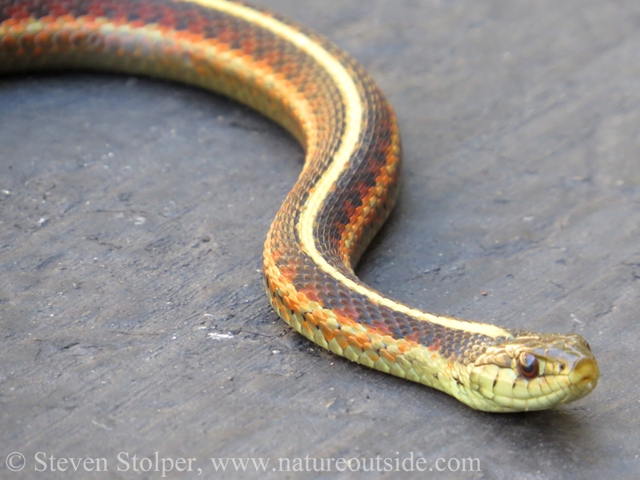 Coast Garter Snake Thamnophis elegans terrestris