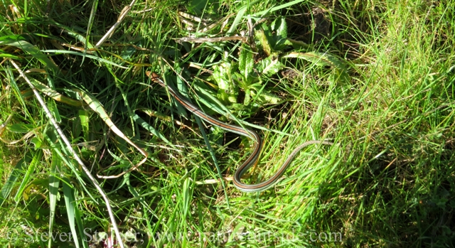 San Francisco Garter Snake Thamnophis sirtalis tetrataenia