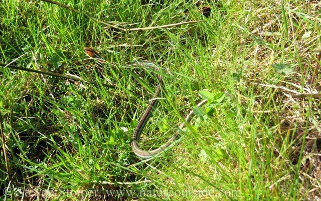 San Francisco Garter Snake Thamnophis sirtalis tetrataenia