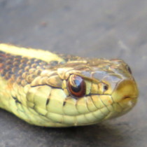 Coast Garter Snake Thamnophis elegans terrestris
