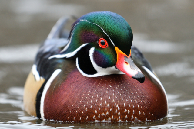 Male Wood Duck swimming in pond. Photo by G. Scott Segler