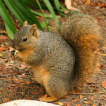 fox squirrel eating