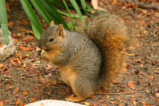 fox squirrel eating