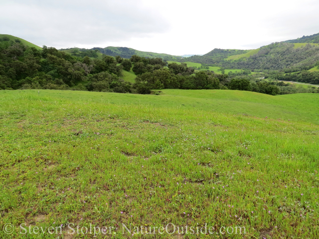 The rolling hills of Sunol Regional Wilderness