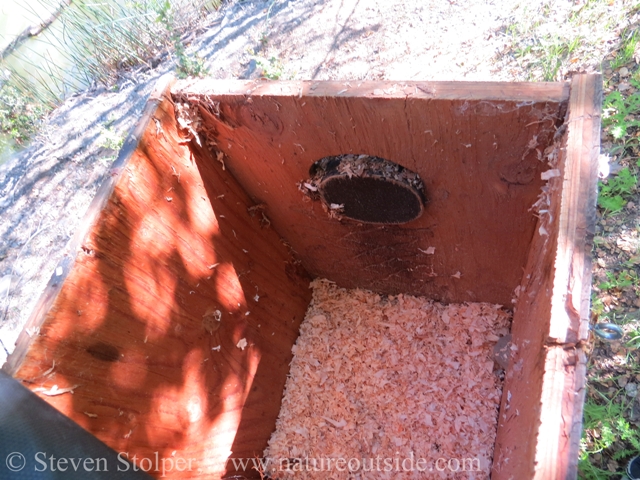 inside Wood Duck nest box