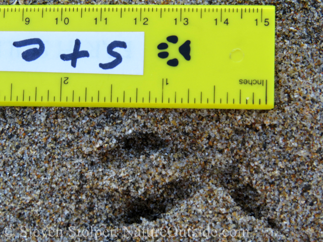 burrowing owl track in sand