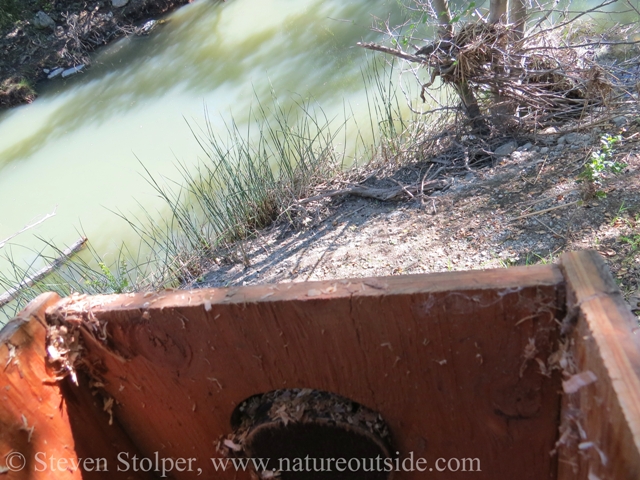 view from wood duck nest box