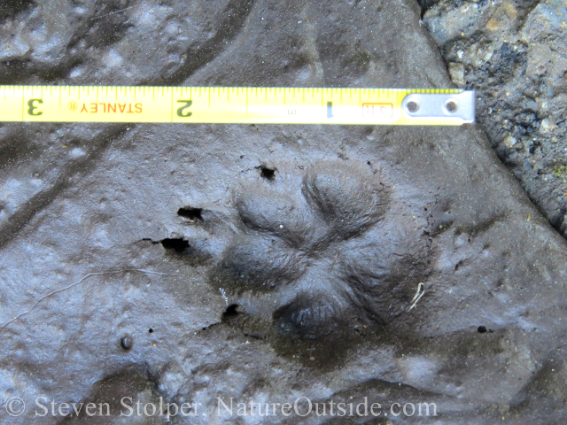 coyote track in mud