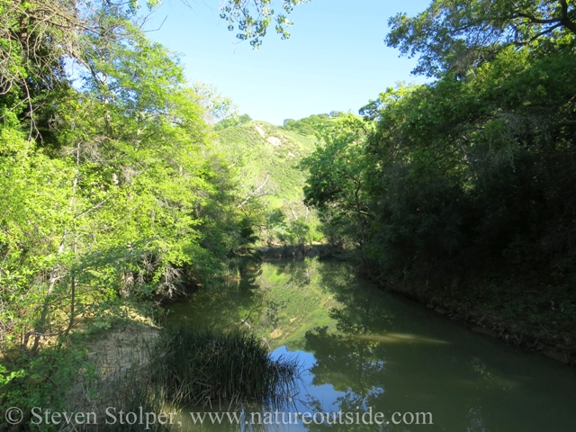 stream flowing through forest in California