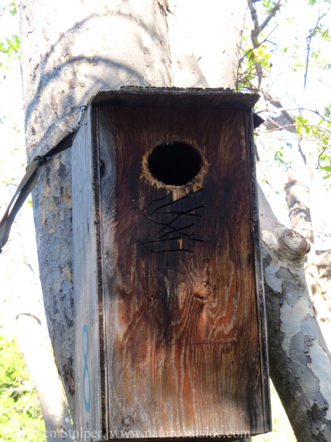 Wood Duck nest box exterior