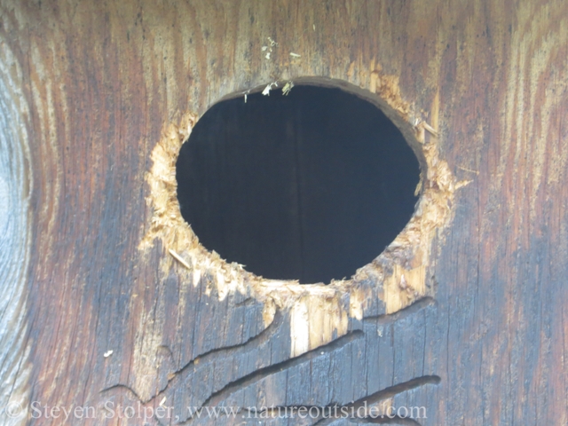 Wood Duck nest box entrance widened by Flicker