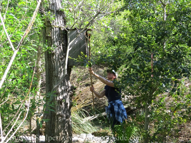 Wood Duck box with volunteer plugging entrance