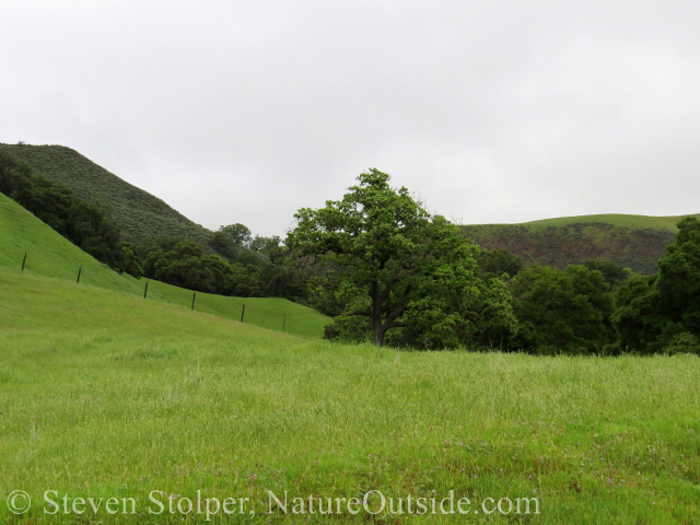 oak tree and hills Sunol Regional WIlderness