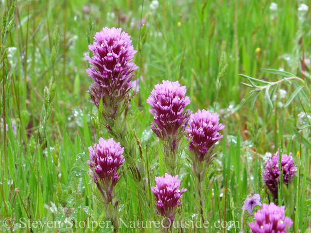 Owl’s Clover (Castilleja exserta) in full bloom.