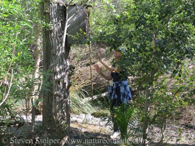 Wood Duck nest box and volunteer