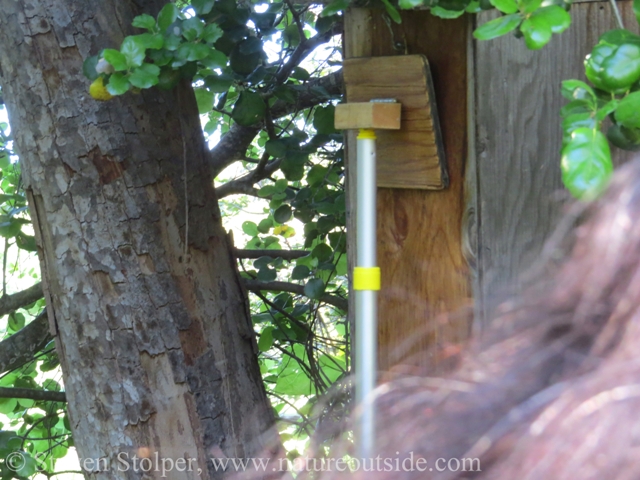 plugger inserted into Wood Duck nest box