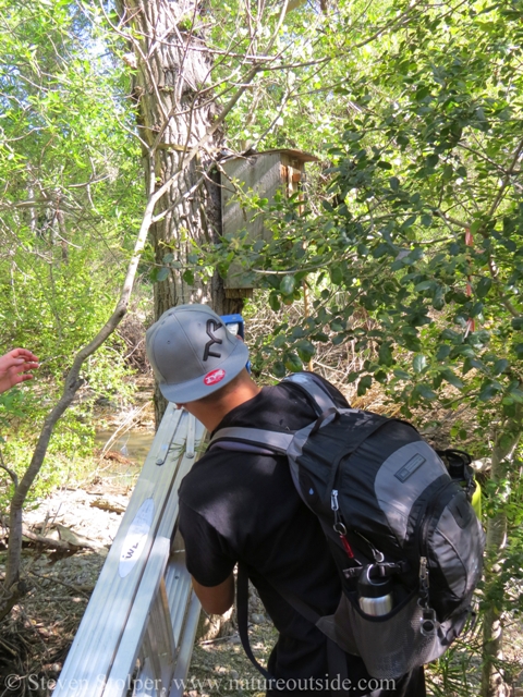 placing ladder below Wood Duck nest box