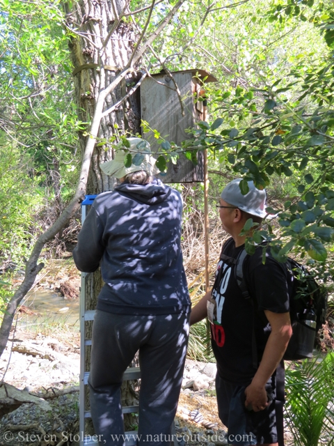 volunteer climbing ladder below wood duck nest box