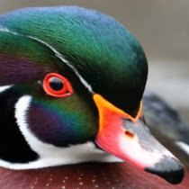 Male Wood Duck swimming on pond