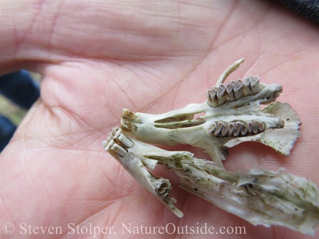 Notice the "peg" teeth behind the incisors (left). This came from a rabbit skull. The skull fragment on the right belongs to a rodent.