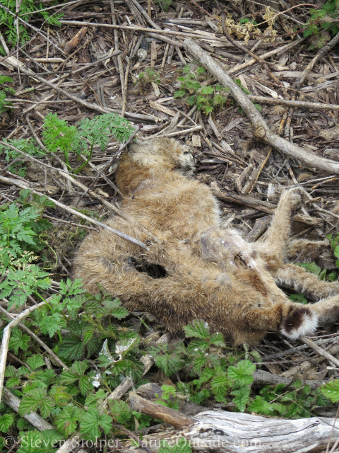 We are startled to find a dead bobcat