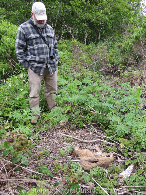person with dead bobcat