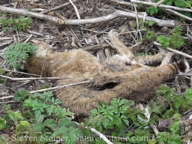 dead bobcat with gash and uric acid