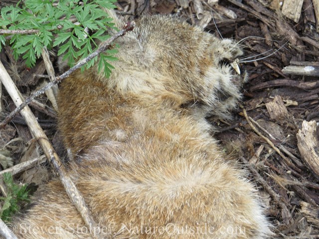 dead bobcat discoloration on neck