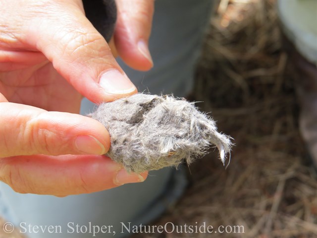 Owl pellet