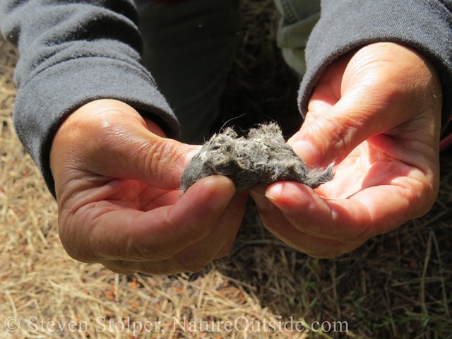 Opening the owl pellet