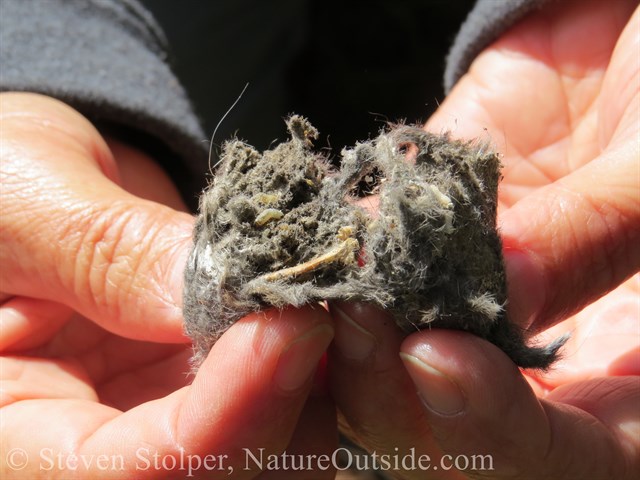 Rodent tooth and other bones in owl pellet. 