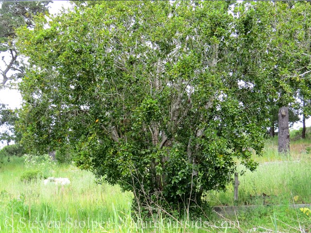 European species of Bay Tree