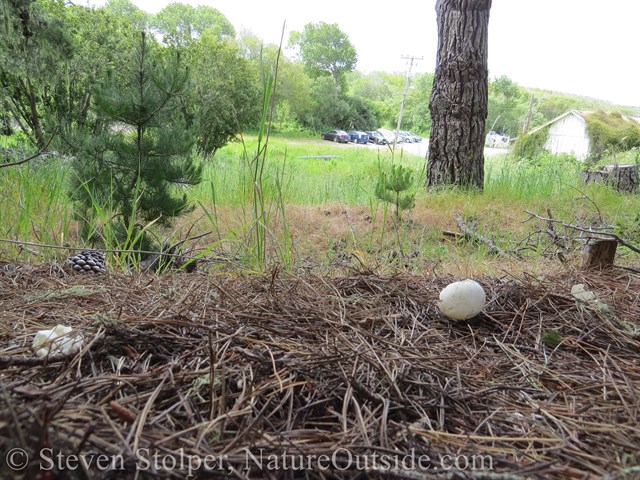 Egg fragments lying on the pine needle covered floor beneath a stand of trees