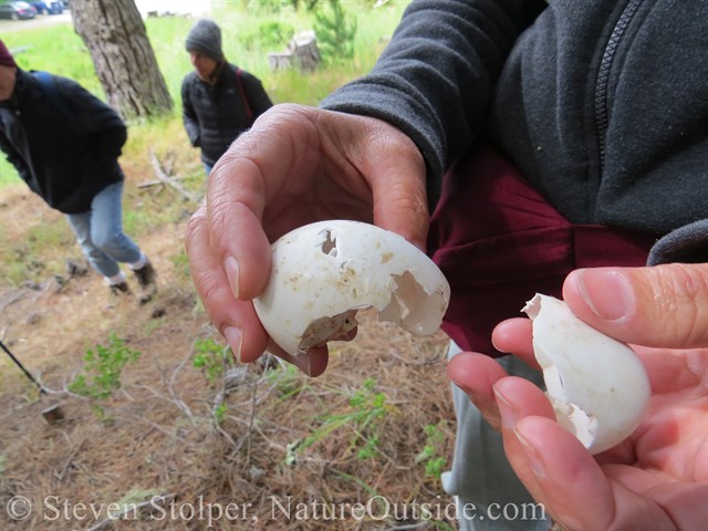 eggs in hand