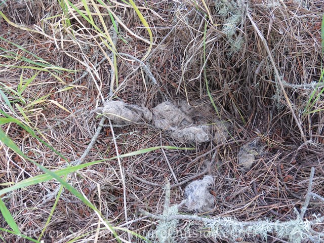 Mountain lion scat