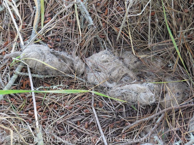 mountain lion scat