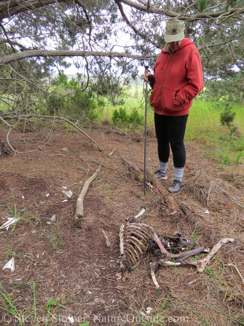 person with deer carcass killed by mountain lion