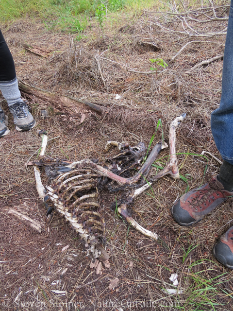deer carcass and hiking boot