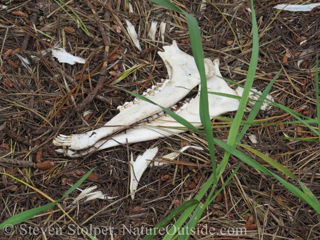 Deer mandibles