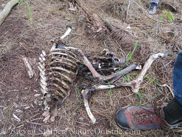 deer carcass and hiking boot