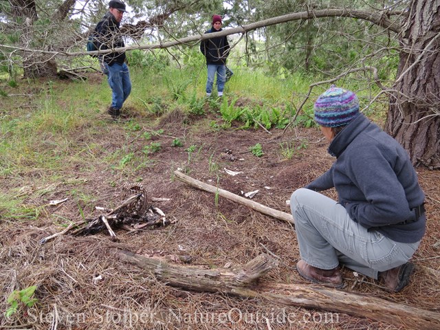 person and deer carcass killed by mountain lion