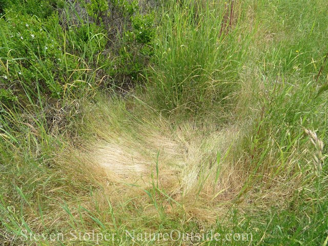 animal bed in tall grass
