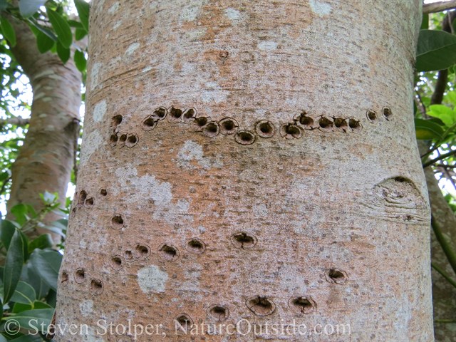 sapwells made by a sapsucker bird (Sphyrapicus sp.)